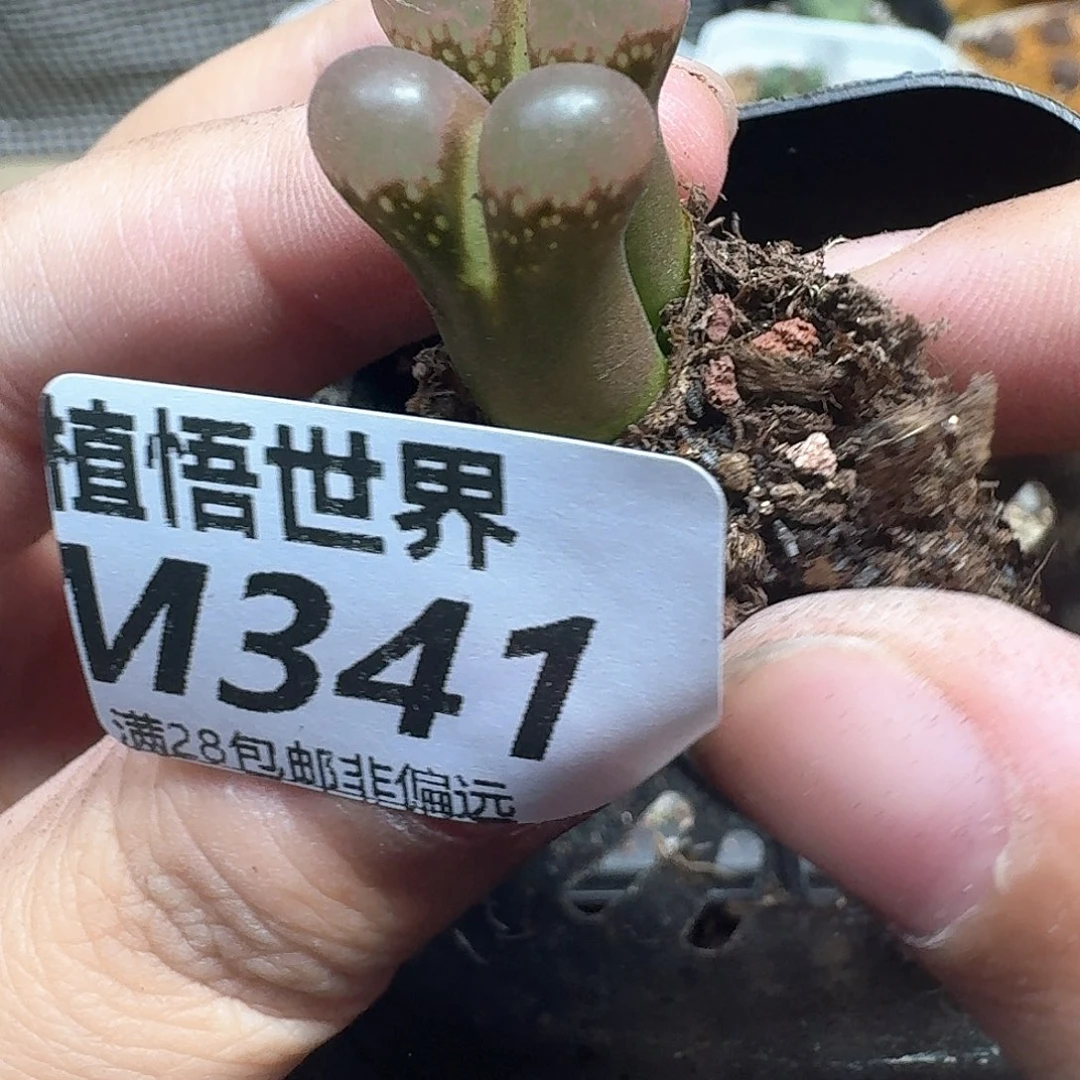 幡然醒悟多肉植物
