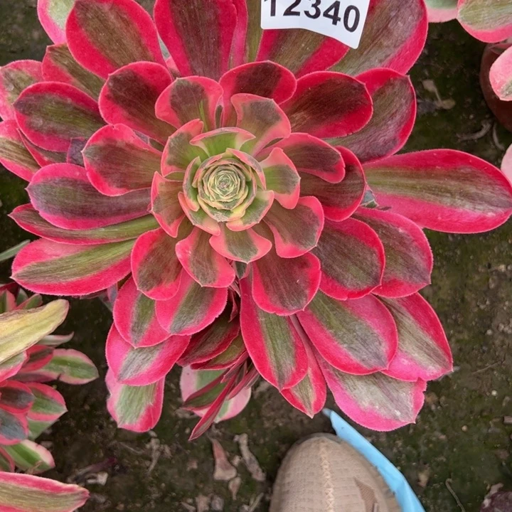 12340女郎多肉植物