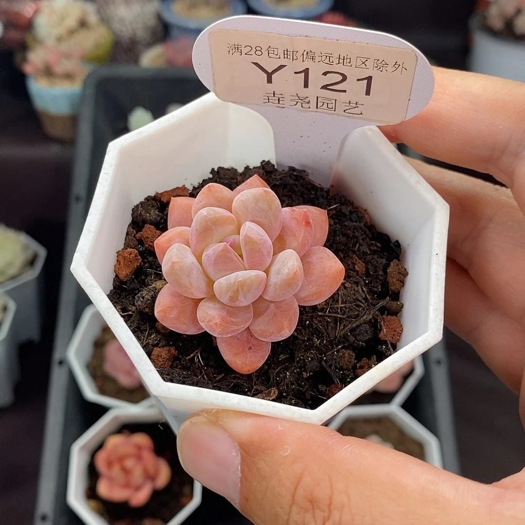 0121 op冰玉单头 3.5cm。