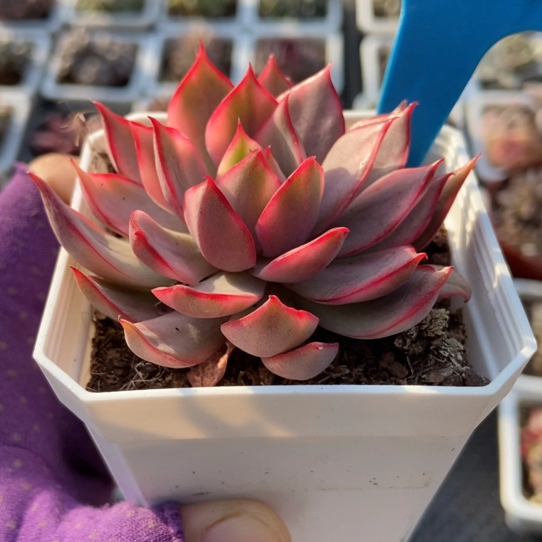 891宝莲灯锦多肉植物