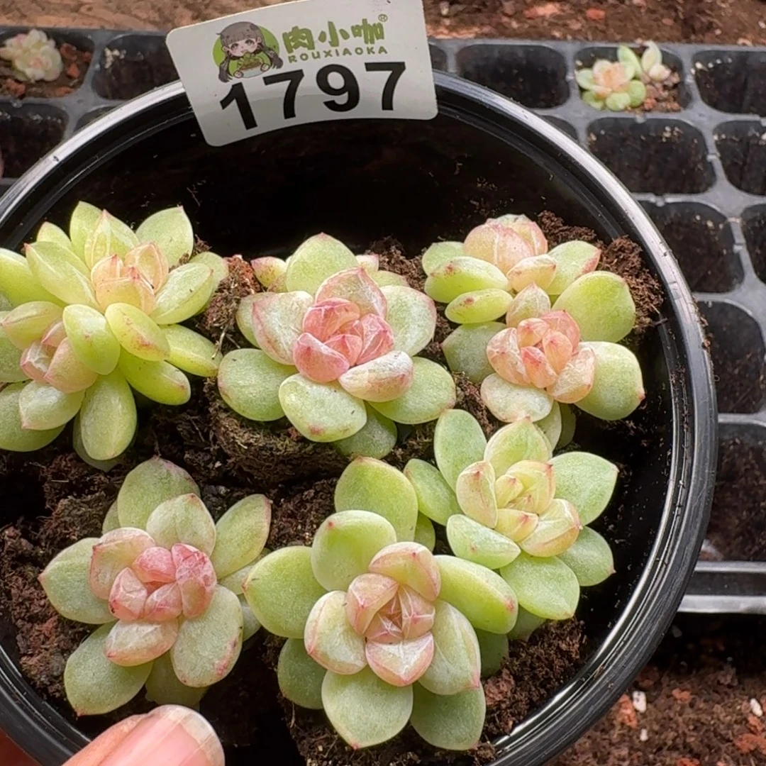 多肉植物多肉植物