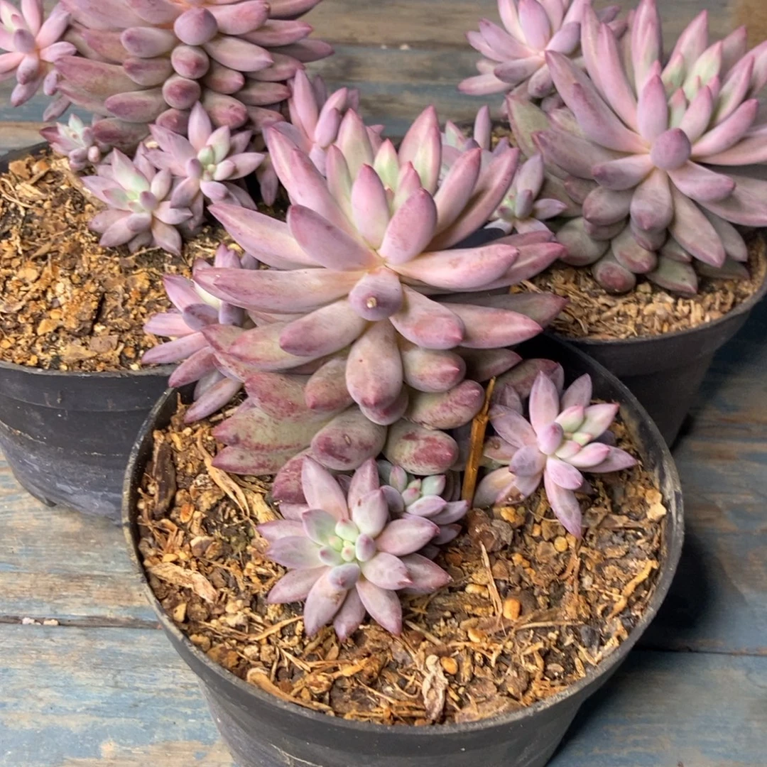 陈***氏1-123流沙虞美人3颗