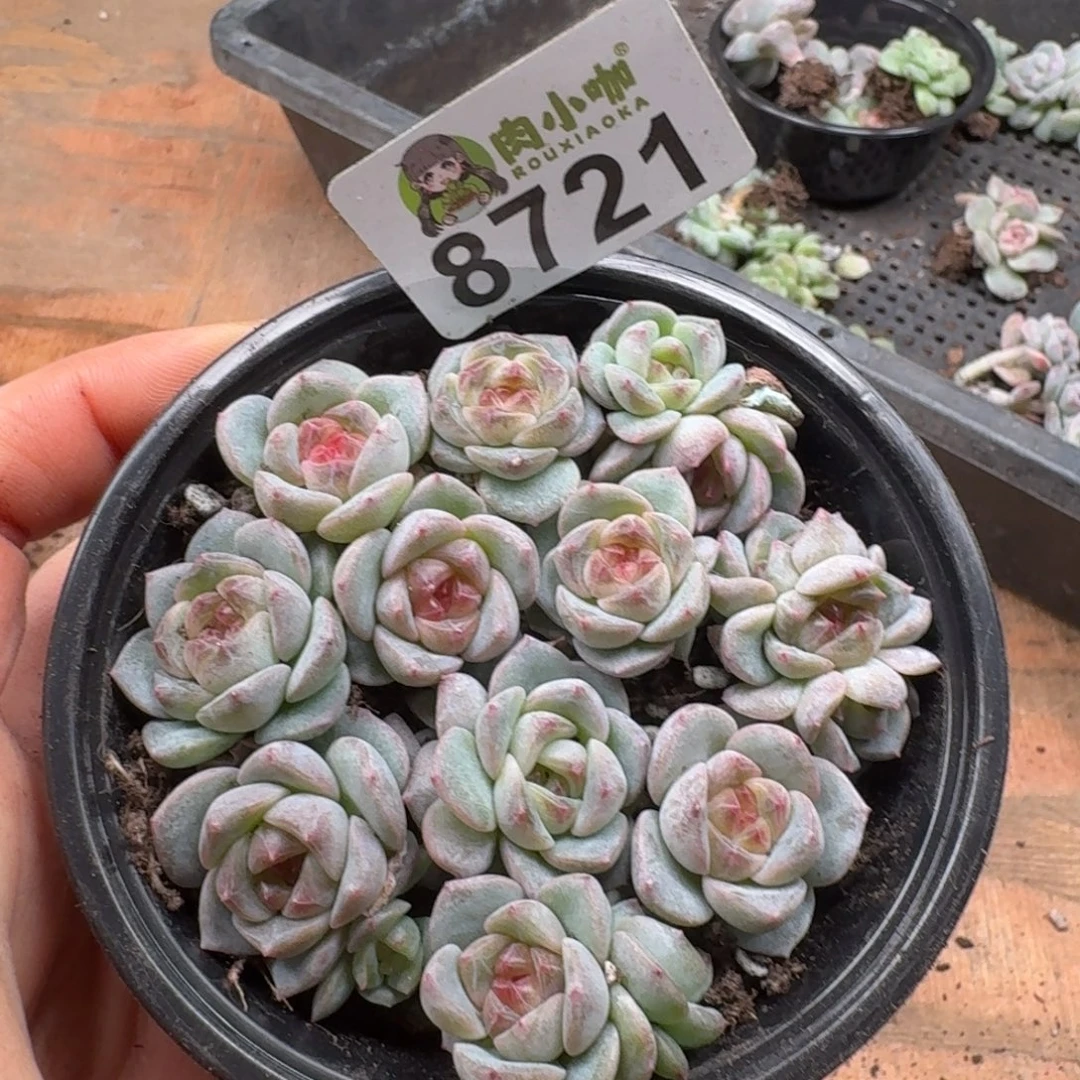 多肉植物多肉植物