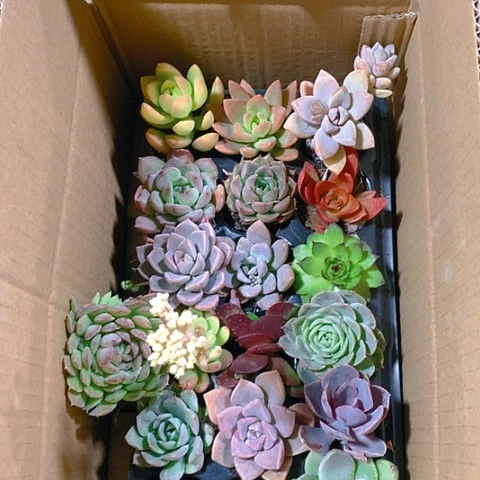 【闪购商品】774号多肉组合