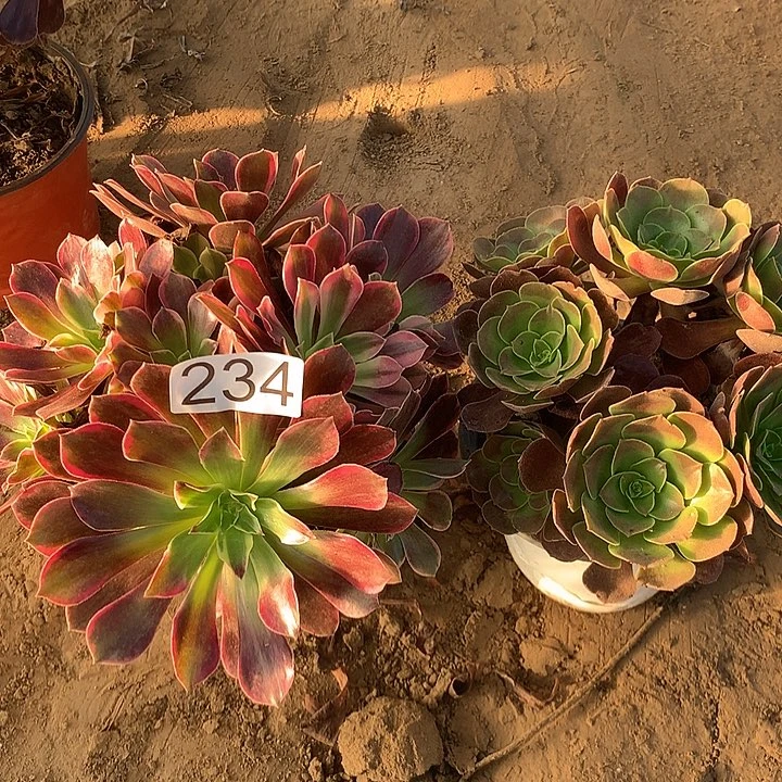 无花朵234金丝，缺➕欧子多肉植物