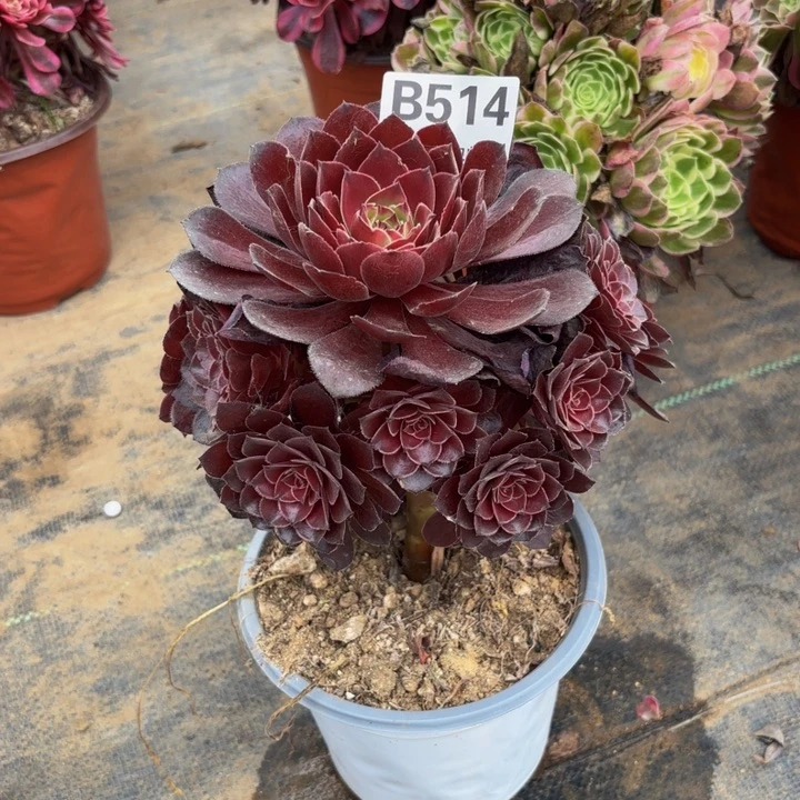 瑞妈多肉园艺，514