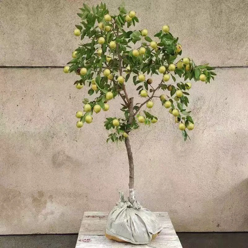 枣树盆栽冰糖枣沾化冬枣南北方地栽庭院种植