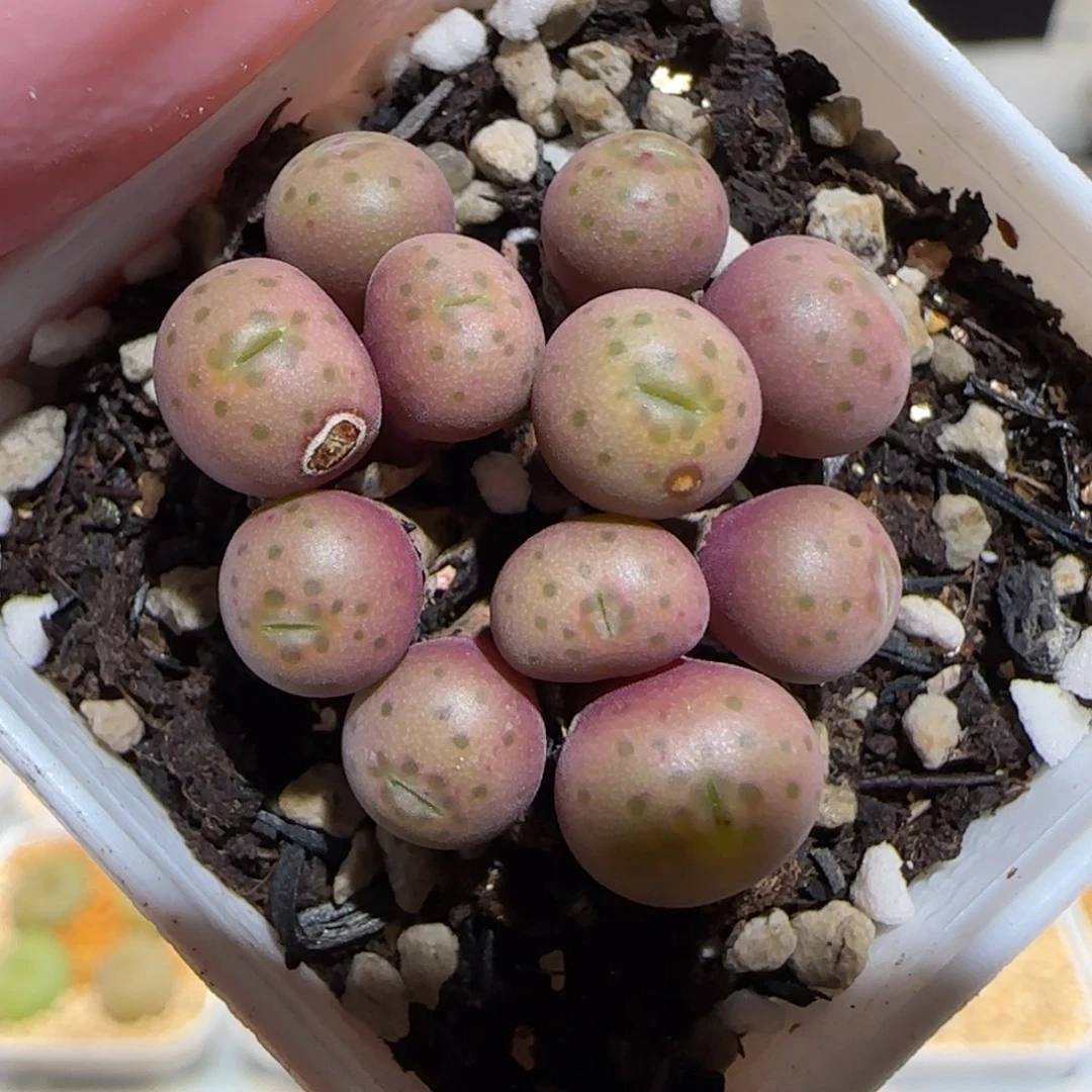 肉锥多肉植物百科26-有疤980