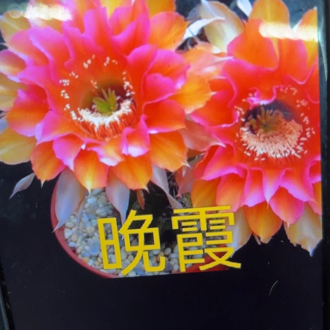 晚霞彩侧牙20包邮仙人球23