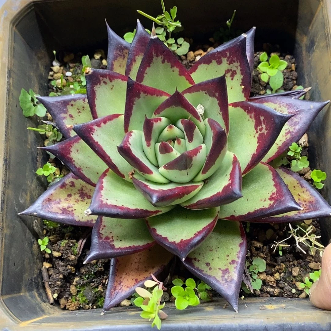 2301 大宽叶乌木 需延时发货