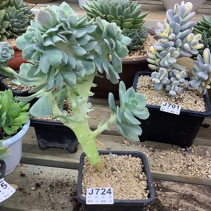 霞光缀化 霞光缀化 七夕福利 9.7左右发货