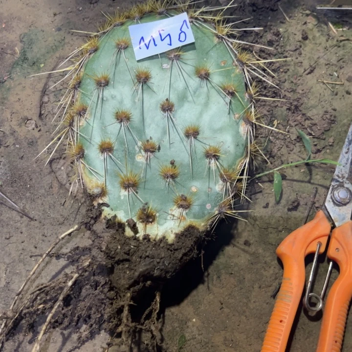 冰***洁M56花火一颗40////