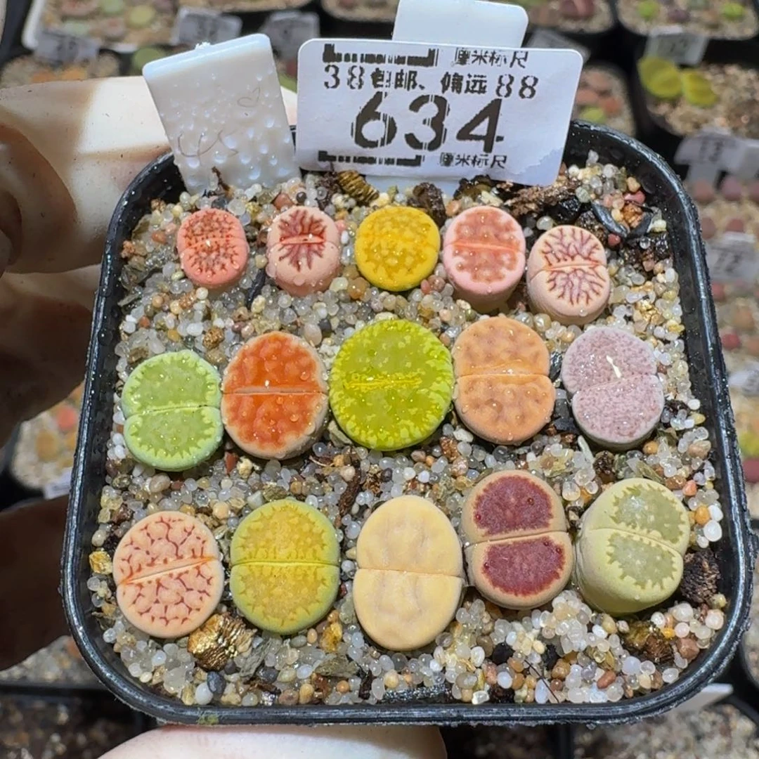 喵***犟Ssss精品生石花634