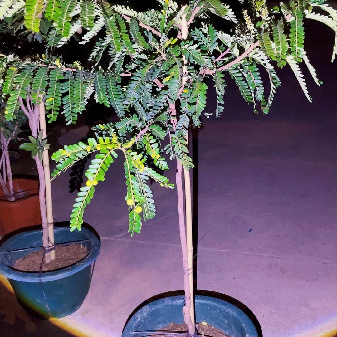 完全开放梦***人g m 888888888