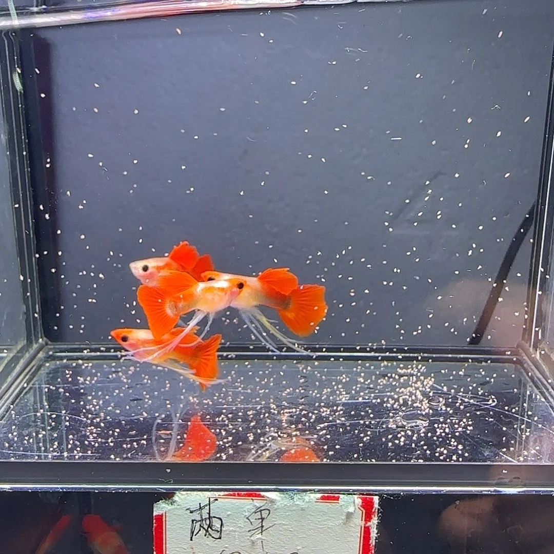 孔雀鱼深海蓝玻璃猫长弓四条