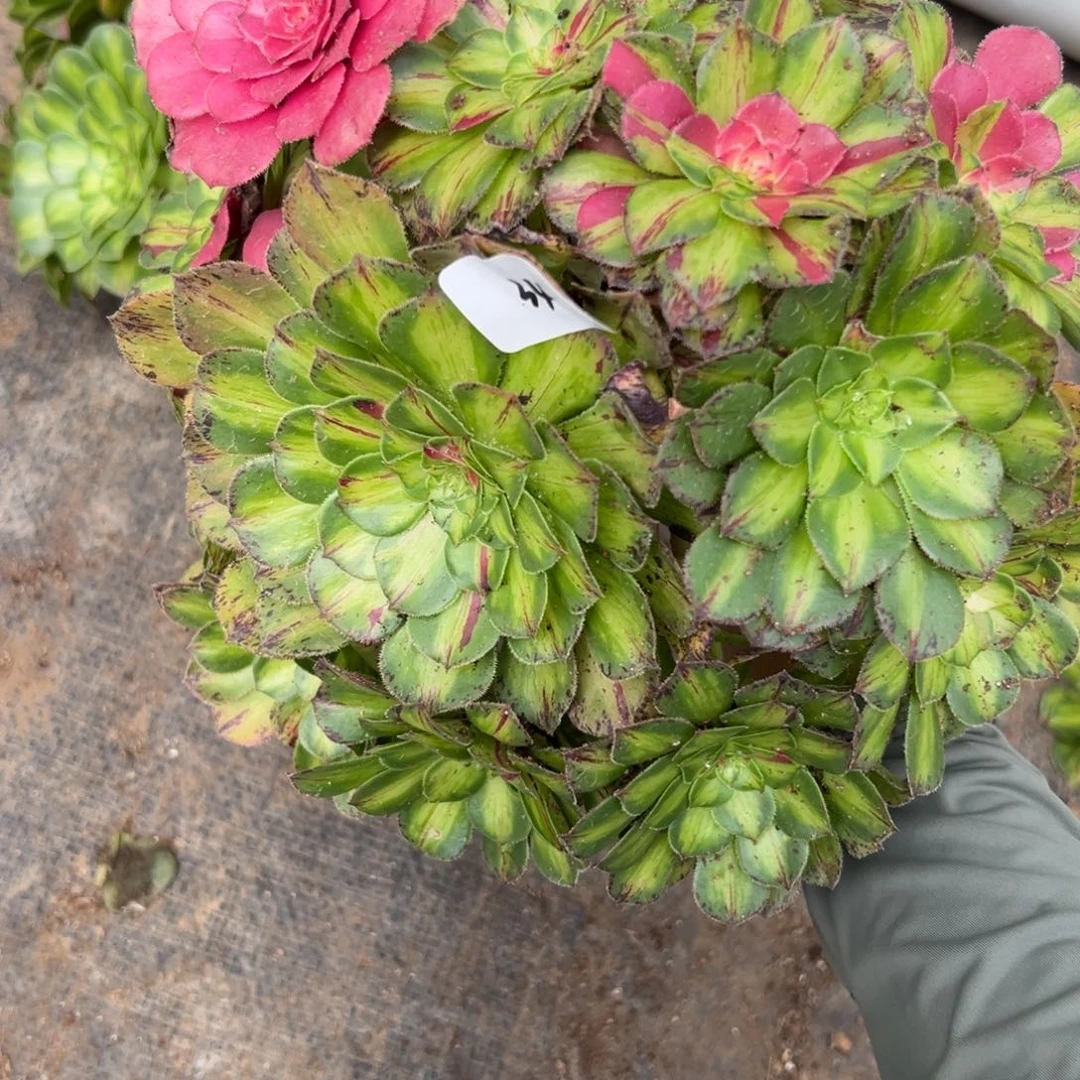 34知否多肉植物系