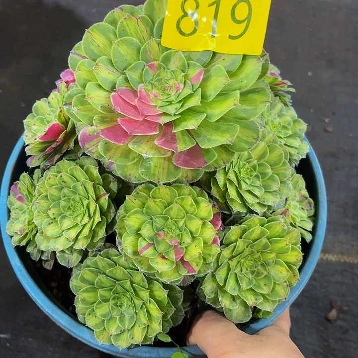 多肉植物付款819一