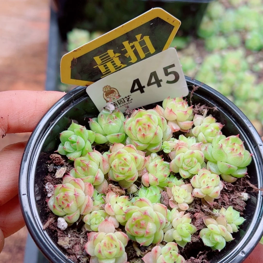 多肉植物多肉植物