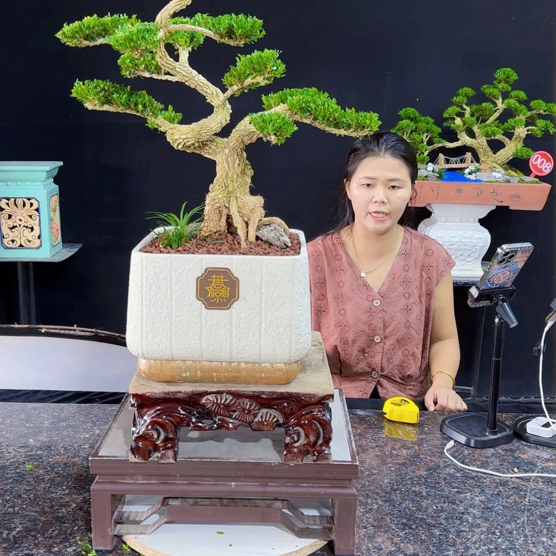 当前无花朵，栽培后可花朵捕**影
