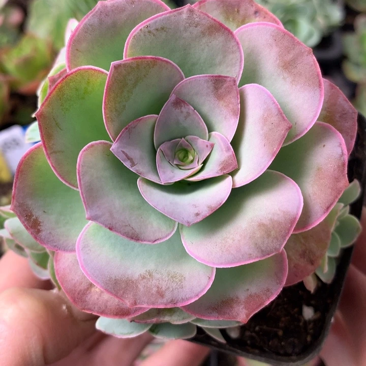 一物一拍清风挽001