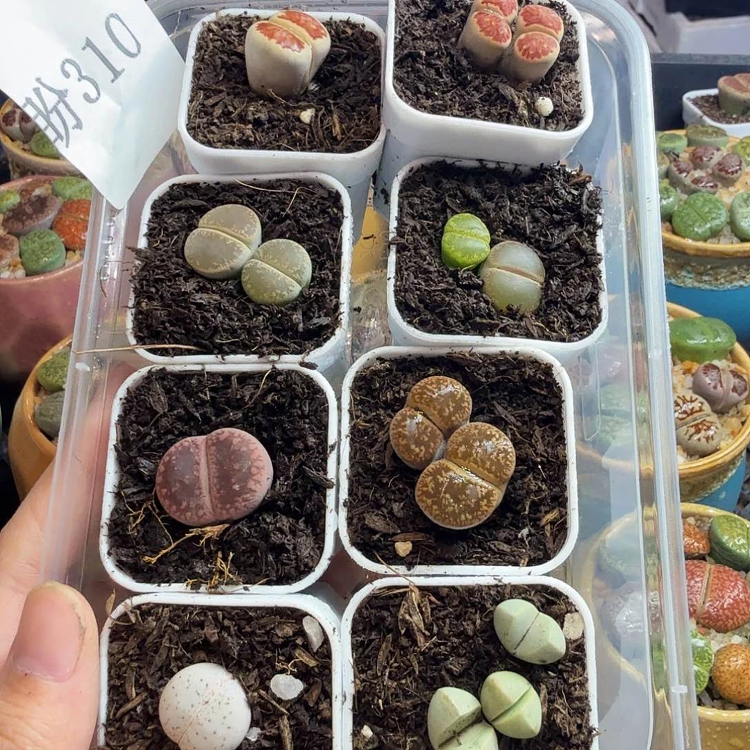 一***茶多肉葡萄的味道也310