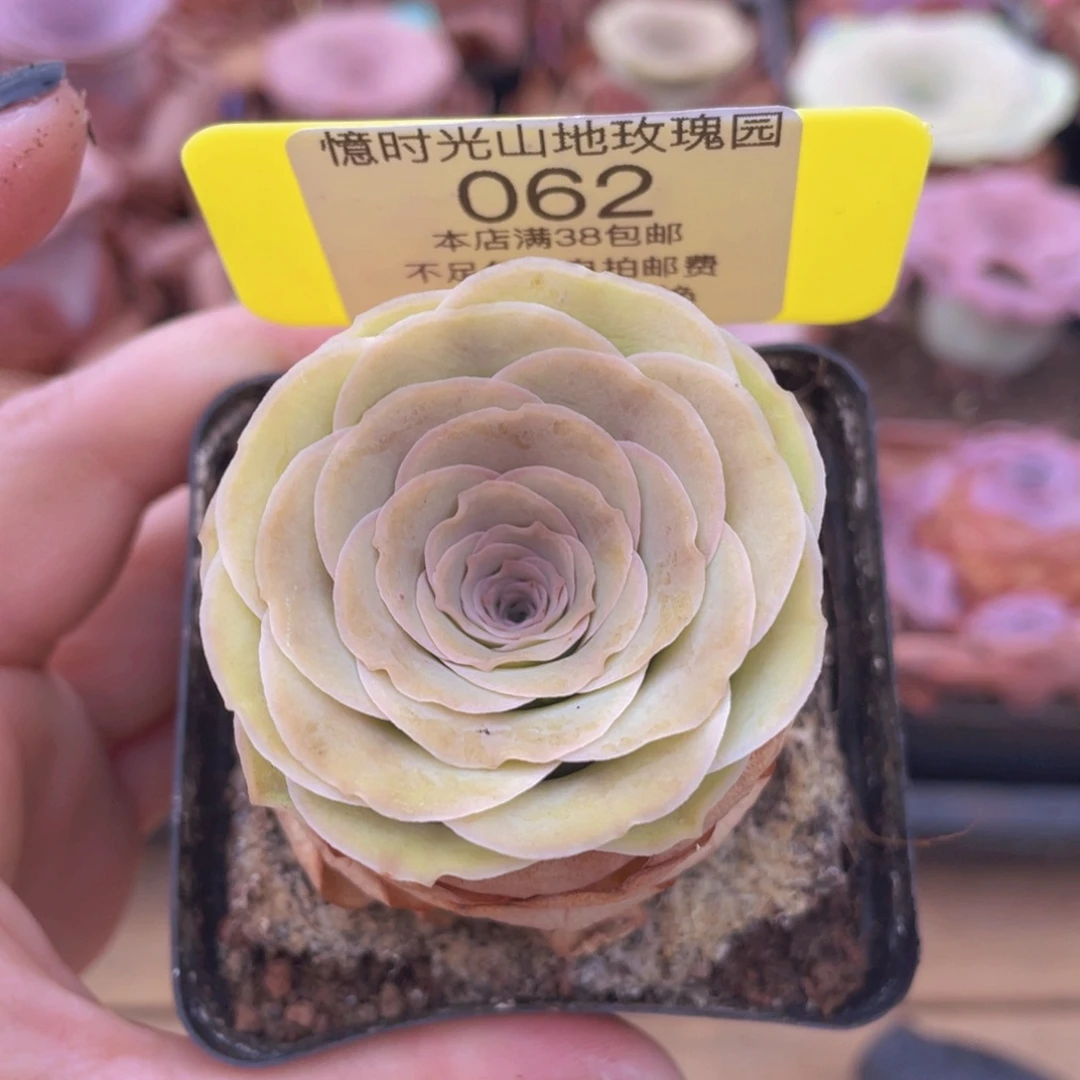 山地玫瑰062满38包邮偏远地区除外裸根发货