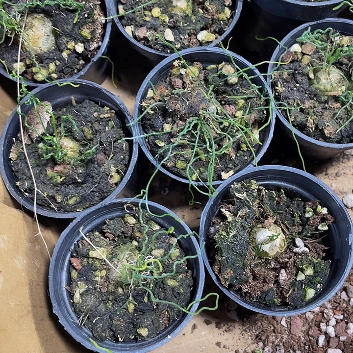 太迪海葱带盆土发