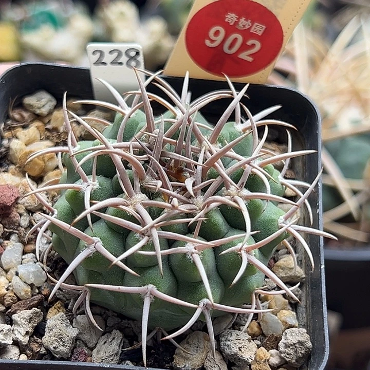 实生密刺碧岩玉一棵4.5cm