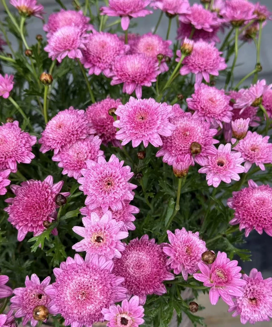 重瓣粉玛格丽特盆栽带花苞