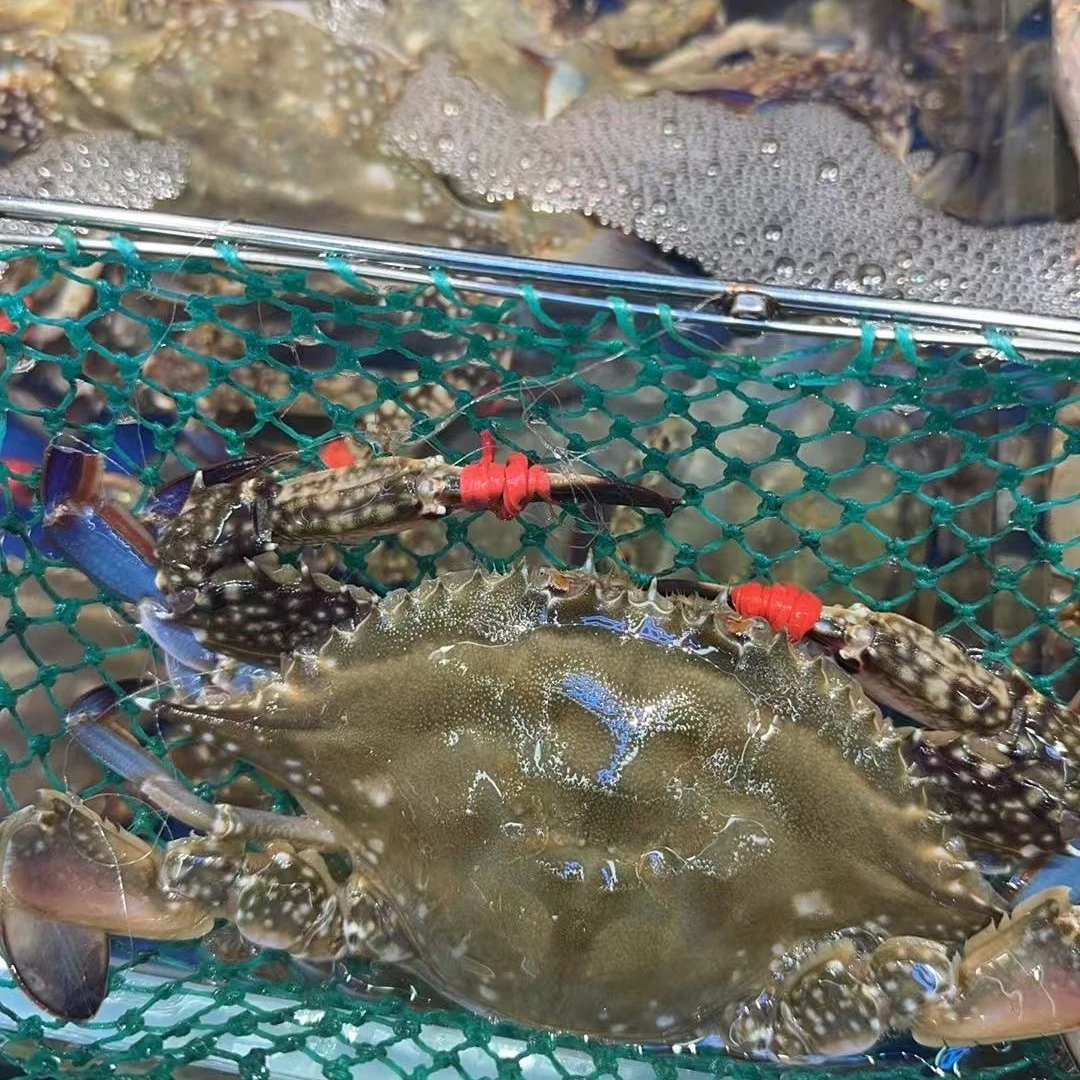 清活特价东港飞蟹4斤100