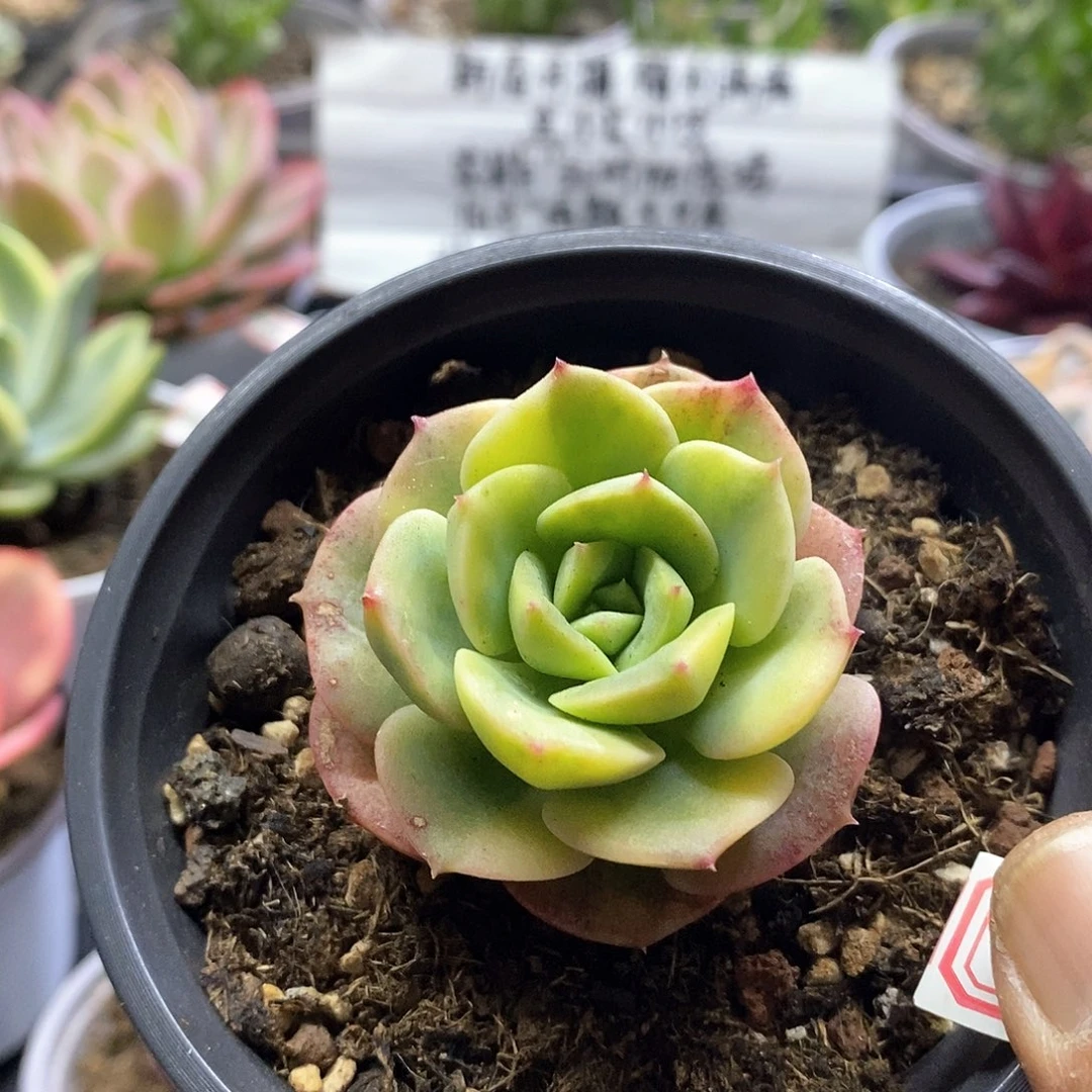 1685尼克莎娜彩锦多肉