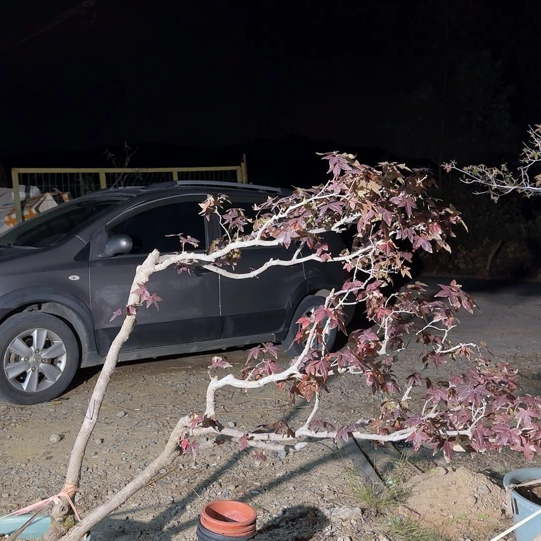 实***在呃呃呃呃呃呃呃呃