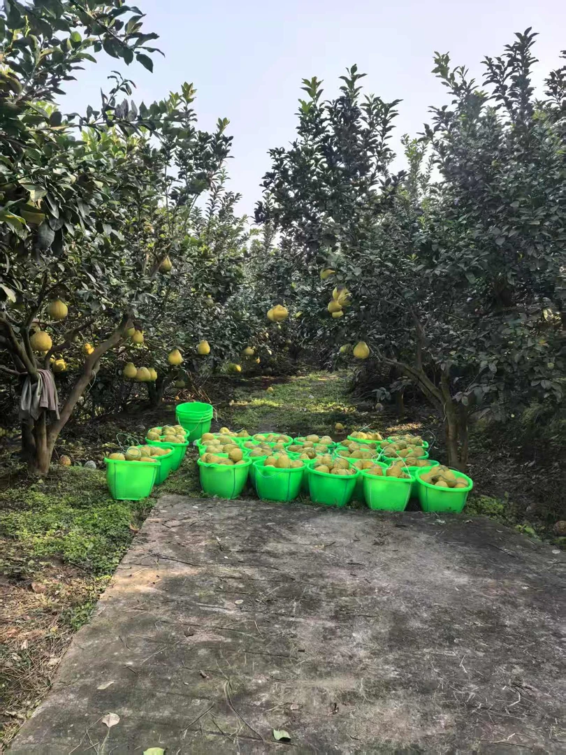 大量囤货四川泸州合江真龙柚子应季新鲜水果