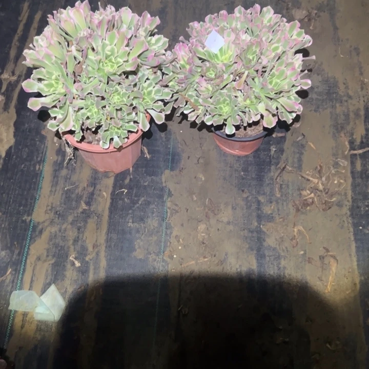 不包断枝一物一拍9