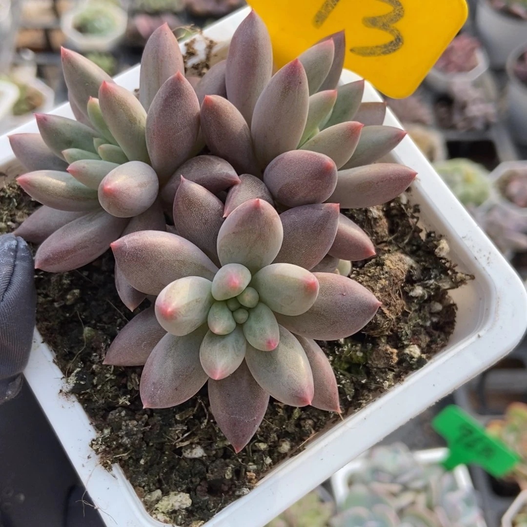 873车厘子多肉植物