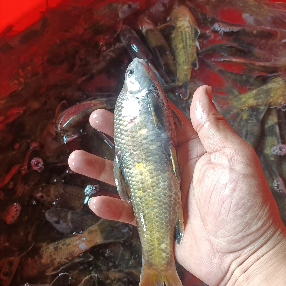 东北冷水鱼老婆鱼