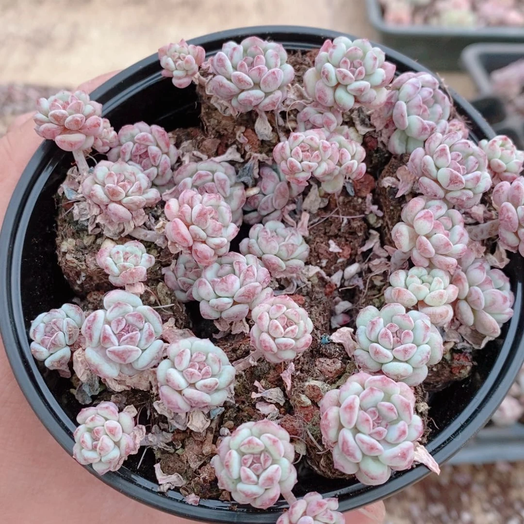 多肉植物精品切糕B413
