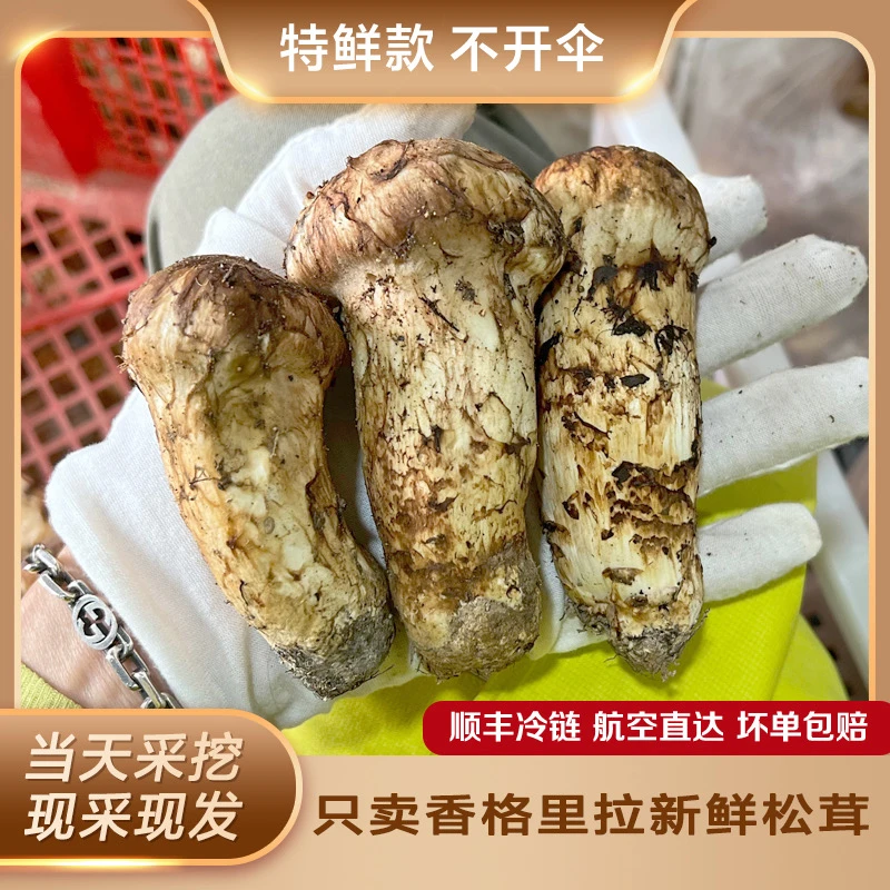 香格里拉松茸8-10cm【一物一拍】