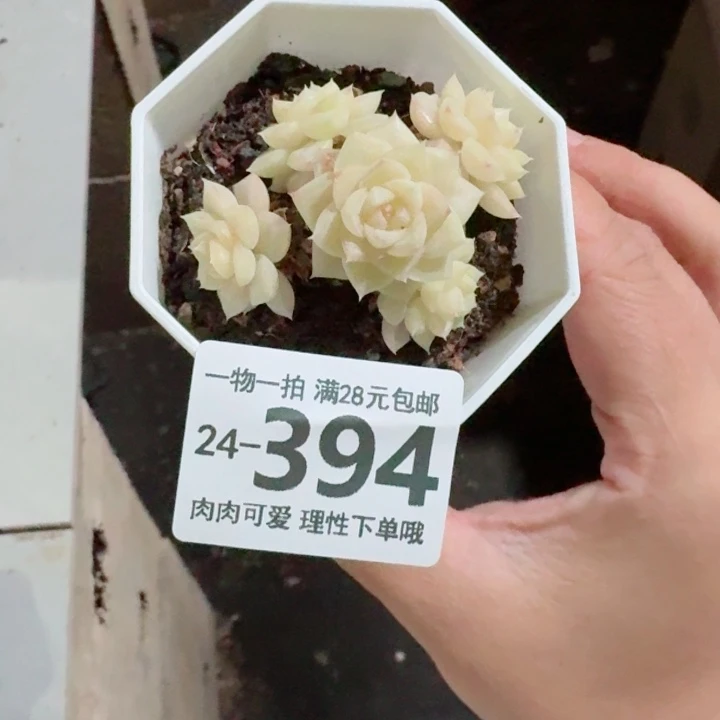 白天鹅无盆土发货无盆土