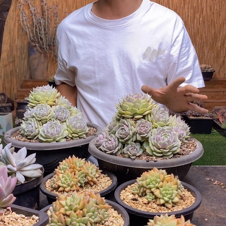 啦***啦787号露娜莲多肉植物