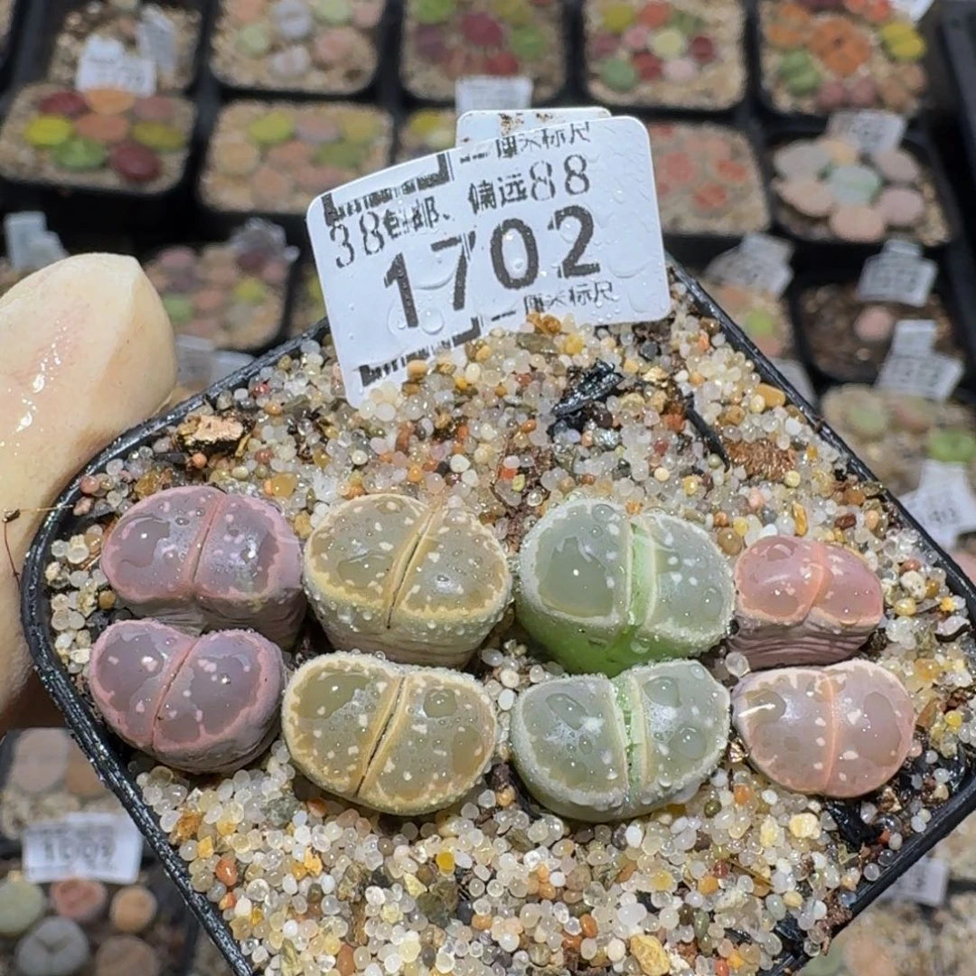 Zzzzz生石花肉锥1702