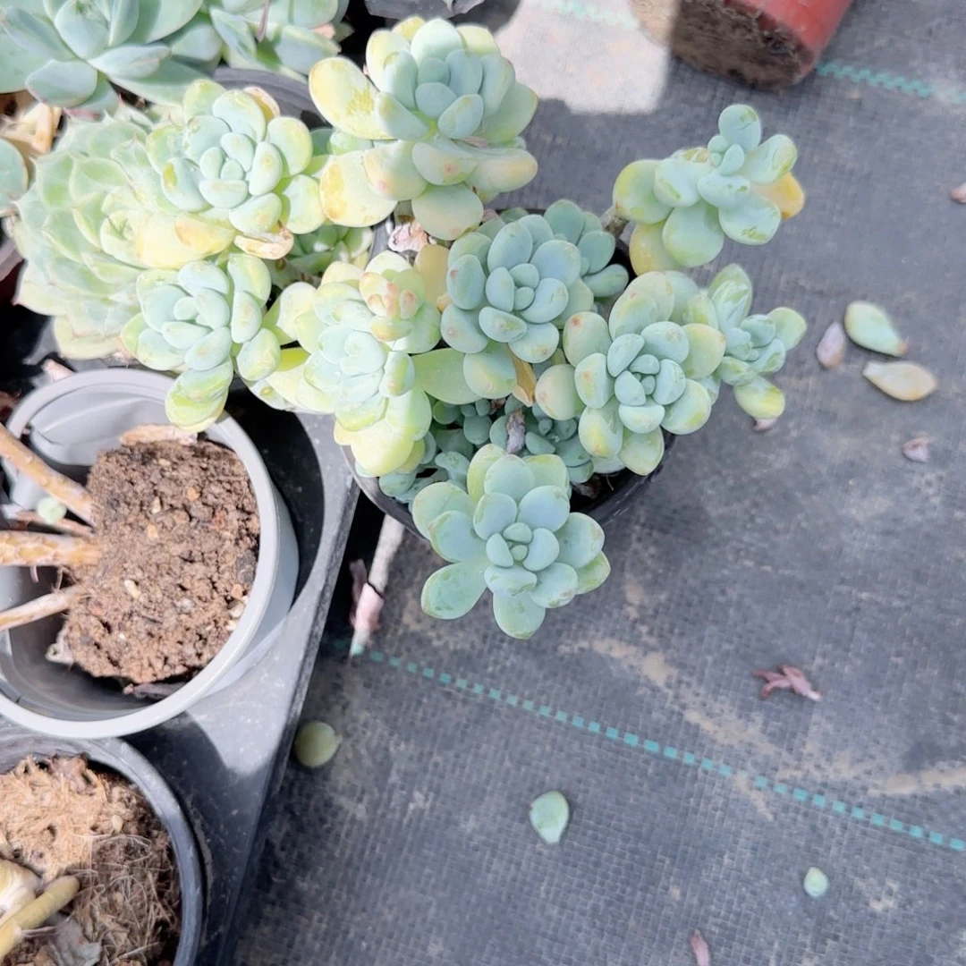 无花朵劳尔小老桩特价多肉