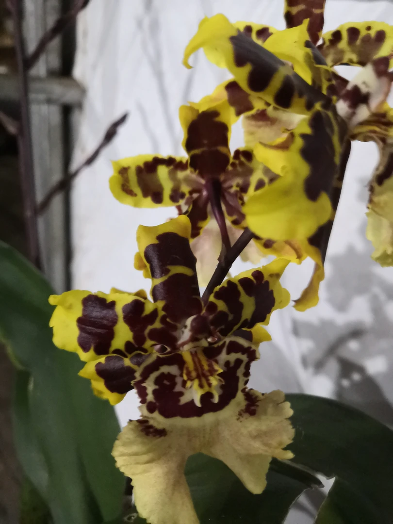 桌面文心兰大脸猫/花期长