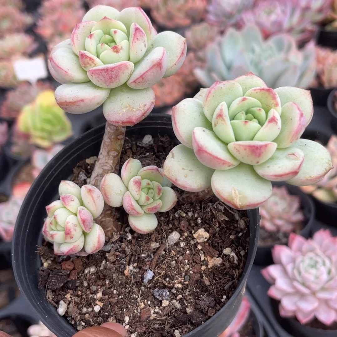 1815  香草  六月六