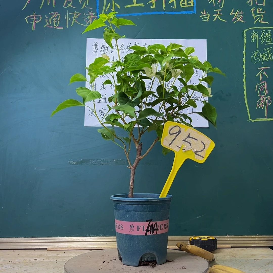 当前无花栽培后可以开花暗斑丽人 952