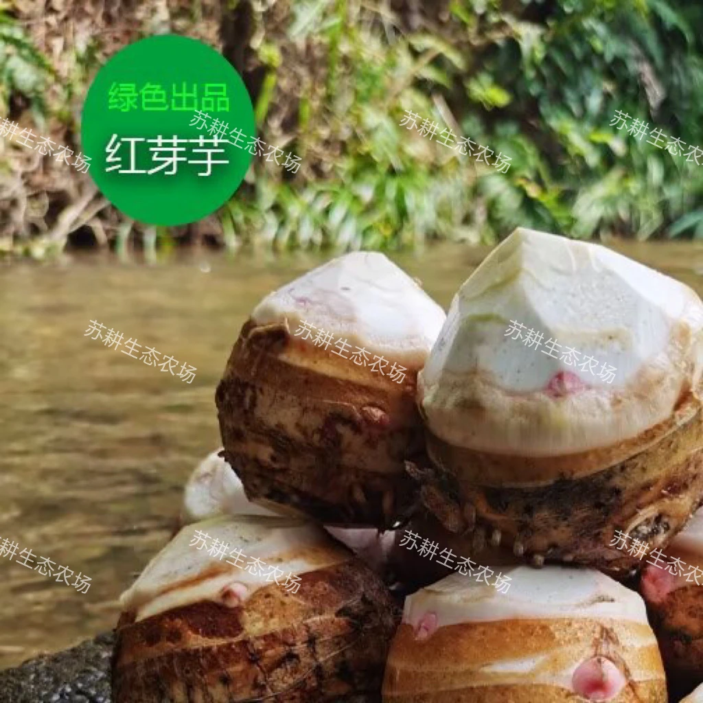 2025新挖红芽芋新鲜现挖香糯小芋头农家自种当季蔬菜宝宝辅食食材