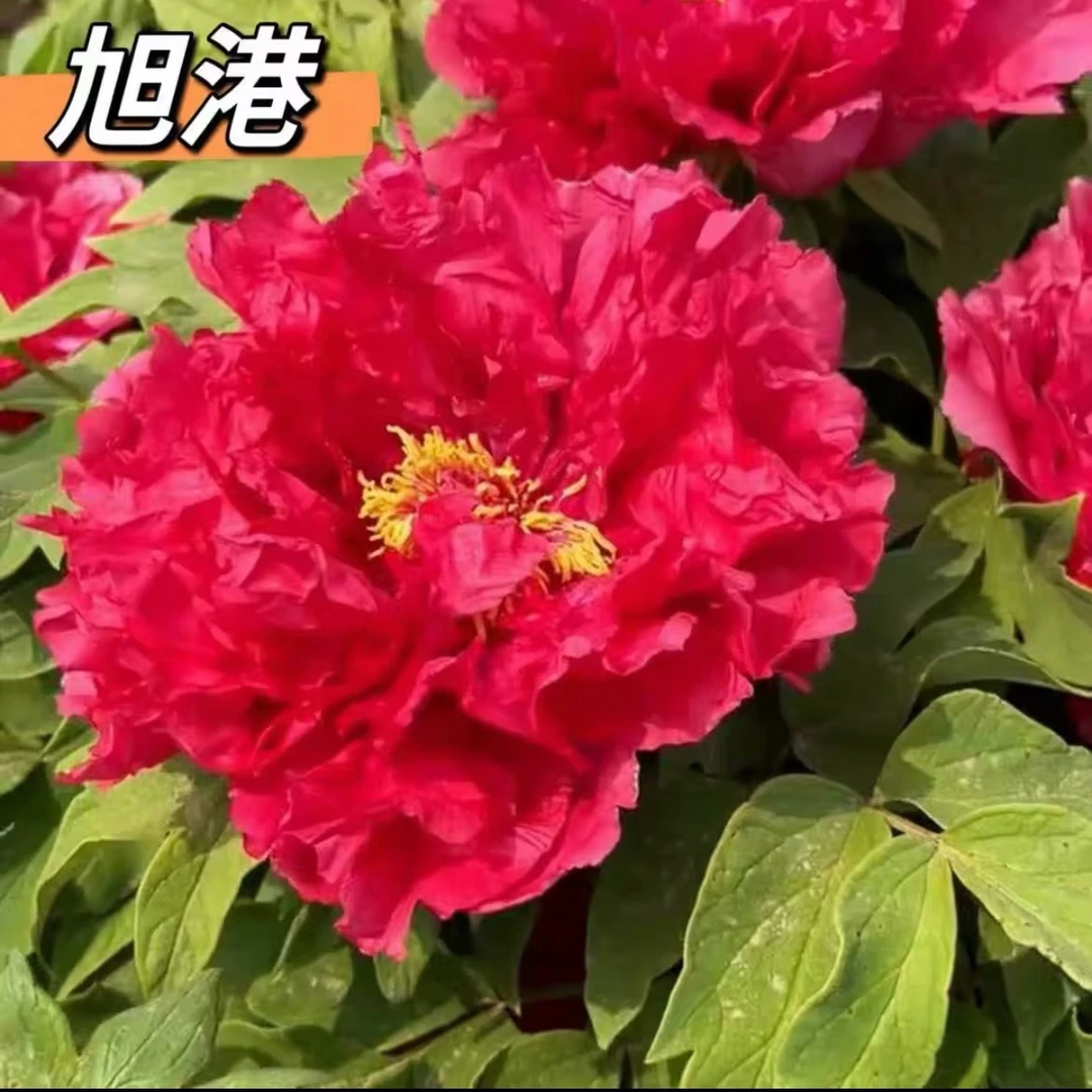 高端牡丹【旭港】红旗招展  稀有品种 产地挖苗直发