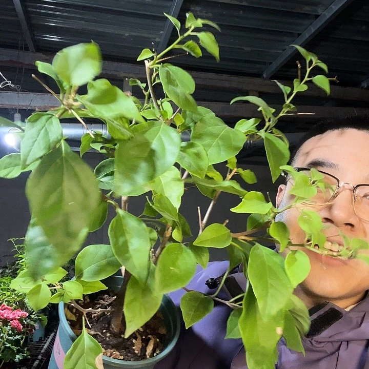 老***孙完全开放三角梅加保温