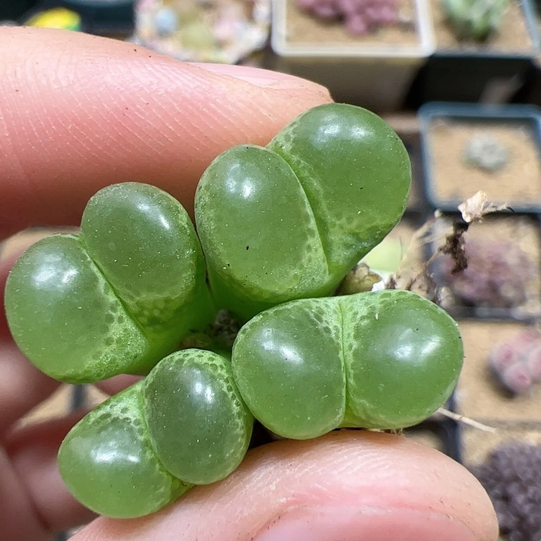 【闪购商品】330 泡泡风铃