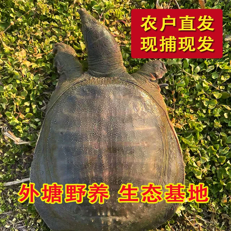 157 外塘甲鱼 4只装 总重4.0-5.0斤 生态散养 鲜活发货